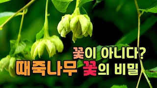 [2분 상식] 식물에게 꽃을 만들게 강요하는 곤충이 있다? 때죽나무 꽃의 비밀. Why do Styrax japonicus trees bloom twice?