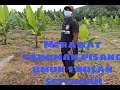 Cara kami Merawat kebun pisang umur 2 bulan||membersihkan gulma/rumput