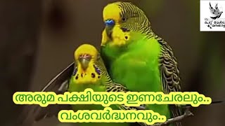 Wild budgies mating and Reproduction// പ്രണയ പക്ഷികൾ പ്രത്യുൽപാദനം❤️#pets #colonybreeding #budgies