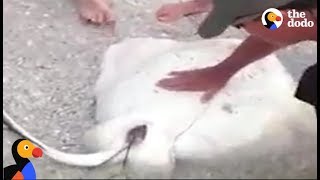 Sting Ray Caught On Fishing Line Gives Birth | The Dodo