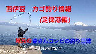 西伊豆　カゴ釣り情報（足保港編）