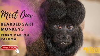 Meet Our Black-Bearded Saki Monkeys