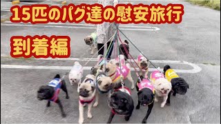 【パグカフェ・pugcafe】15匹のパグ達の慰安旅行　到着編