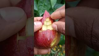 Apple cutting 🍎 আপেল কাটা #shorts