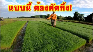 พาไปดู วิธีตัดปลายกล้าข้าว ในถาดเพาะกล้า ให้สั้นเหลือ 20 เซ็นติเมตร