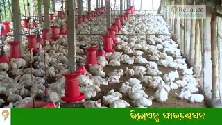 ବାଡି ଅଗଣାରେ ଲାଭଜନକ କୁକୁଡା ପାଳନ | Scope of Backyard Poultry in Odisha