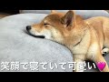 柴犬（7ヶ月）　ソファで爆睡