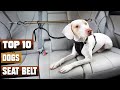 Best Seat Belt for Dogs in 2024 (Top 10 Picks)