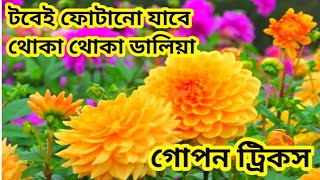 টবেই ফোটানো যাবে থোকা থোকা ডালিয়া গোপন ট্রিকস#how to get more dahila