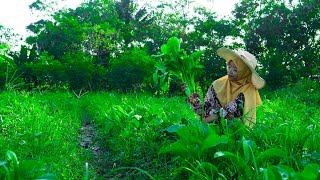 Memetik Sawi, Memasak Bakmi Goreng Jawa, Menggoreng Ayam | Kampung Asri