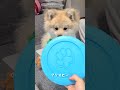 ポメラニアン dog doglover puppy pomeranian 犬のいる暮らし 犬のいる生活 いぬ 犬 ポメ キツネ顔ポメラニアン 犬のおもちゃ 誕生日プレゼント