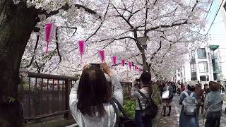 風に吹かれて街歩き　目黒川の桜 Beautiful Sakura along the Meguro River