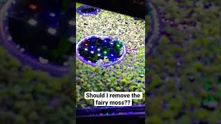 #aquarium #duckweed #fairy #moss #mossy #question #needanswers #needanewsubscriber #help #mistake