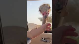 Ostrich steals baby’s biscuit #shorts #baby #ostrich