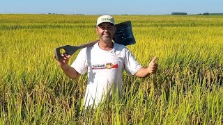 Começando a esgotar a lavouras pra colheita do arroz.