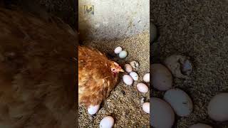 Mother hen is sad because of her eggs #chickenfarming