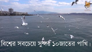 বিশ্বের সবচেয়ে সুন্দর ১০ প্রজাতির পাখি