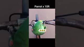 Zx10r vs parootx10r #funny #topspeed