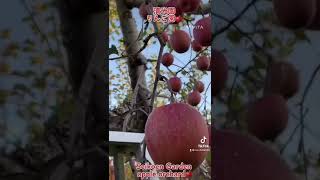 りんごが収穫できるまでリンゴ園の大変さ清光園🍎収穫前の作業Until the apples can be harvested The difficulty of the apple orchard