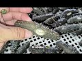 how chinese farmers raise billions of sea cucumbers sea cucumbers process farming documentary