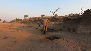 Big Elephant comes down to drink at Mashatu Lodge Fig Tree Crossing