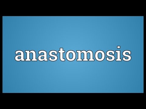 What is the meaning of anastomoses?