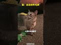 当你学猫叫时，猫在想什么？ 新手养猫 学猫叫 养猫经验 养猫日常 猫咪