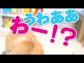 久しぶりにいなばちゅ〜るあげたら勢いがやばい【コーギー】