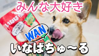 久しぶりにいなばちゅ〜るあげたら勢いがやばい【コーギー】