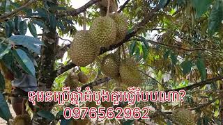 #Duren #ទទួលយកបទពិសោធន៍ថ្មីជាមួយយើងឥឡូវនេះ #ទុរេនដាំដីល្បាយខ្សាច់#ទុរេនដាំដីលេីភ្នំ#0976562962#ទុរេន