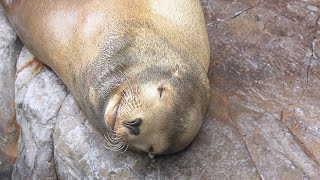 Sea lion sleeping face