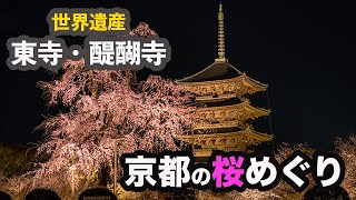 【京都の桜】世界遺産の東寺と醍醐寺にお花見【VLOG#23】