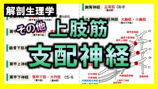 【解剖生理学（末梢神経系）】上肢筋の支配神経（その他）【まとめて解説】