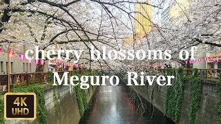 目黒川の桜 cherry blossoms of Meguro River【4K】【April 2019】