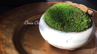 Why not Moss 為何不種青苔? Moss Garden by Cherie Chi