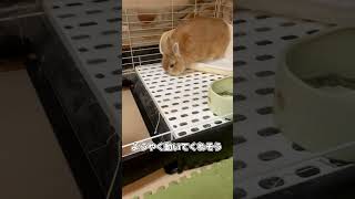 ケージを掃除したい飼い主と全く動く気がないうさぎ #ウサギ #ネザーランドドワーフ #rabbit #animals #cute