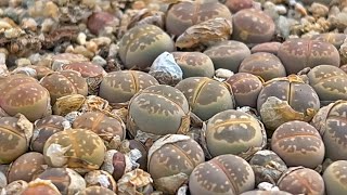 Lithops C055 olivacea l Repotting l 리톱스 올리바시아 분갈이