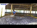 Awesome! Hybrid Magur Fish Farming Business in Asia | Catfish Farming in Village Tank