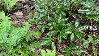 만병초 Rhododendron brachycarpum D.Don ex G.Don