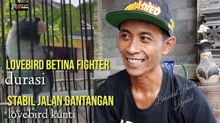 BUKA RAHASIA!! LOVEBIRD BETINA FIGHTR KUNTI (DURASI)