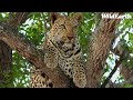 SafariLIVE Sunrise - 09 May 2024