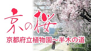 【KYOTOdesign】京都府立植物園～半木の道 【京都の桜の名所】