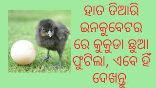 କଡକନାଥ ଅଣ୍ଡା ରୁ ଛୁଆ ଫୁଟିବା ଏଵେ ହିଁ ଦେଖନ୍ତୁ, ହାତ ତିଆରି ମେସିନ୍ ରେ - ୯୫୮୩୪୮୯୦୯୭ ରେ ଯୋଗାଯୋଗ କରନ୍ତୁ