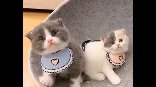 💗Aww - Super Funny and Cute Dog and Cat Compilation 2019💗