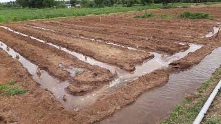 Banana cultivation canel water system வாழை சாகுபடி உயிர் நீர் பாய்ச்சல்.