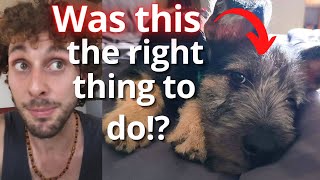 Is it right to use punishment in dog training?