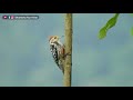 yellow crowned woodpecker leiopicus mahrattensis by shantanu kuveskar