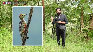 Yellow-crowned woodpecker (Leiopicus mahrattensis) | by Shantanu Kuveskar