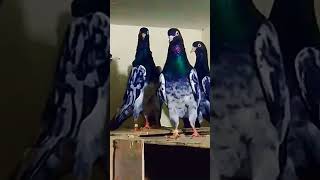 shehr main dihat pets vlog kabutar kabootar pigeon pigeon video animal shelter💕💕🔥 #shorts
