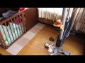 子猫とチワワのポーチ争い  - Kitten and chihuahuas interested in hanging pouch -